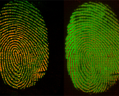 3D chromatographic fingerprint analysis of the CVM B307 by using