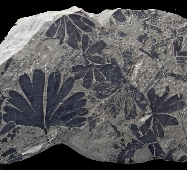 Infrared spectroscopy relationships between fossil plants | Europe/World
