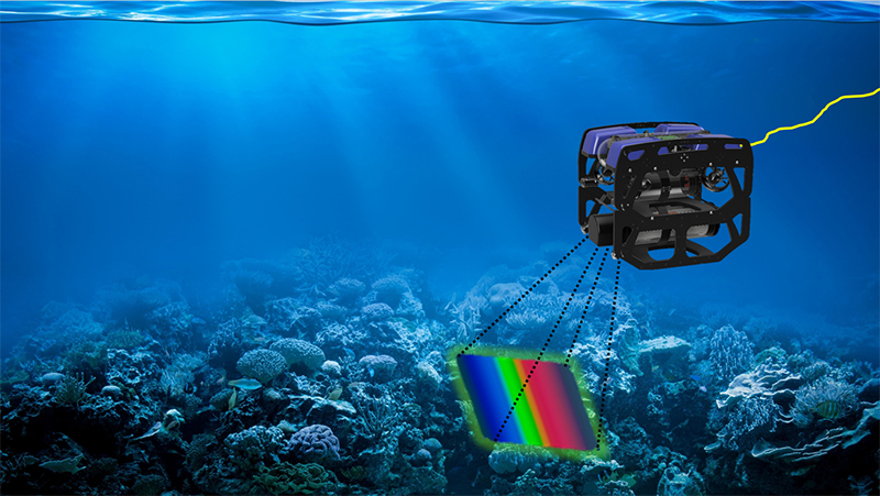 Coral specimens (Porites) used for spectral measurements reported