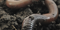 Photo of an earthworm